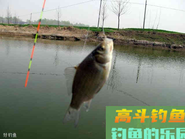 调漂中调4钓2的技巧，黑坑钓鲤鱼