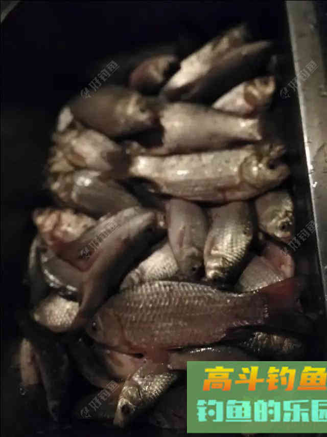 谈一谈七星漂的使用间距问题