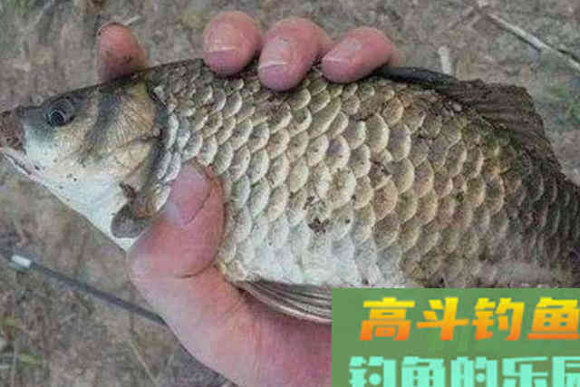 冬钓鱼获总不好？老钓手提醒：那是你浮漂没调好