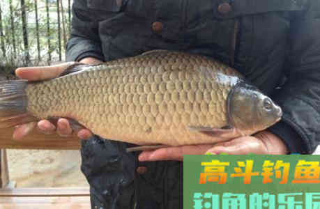 北方冬季野钓鲫鱼遇走水，钓顿是错误的