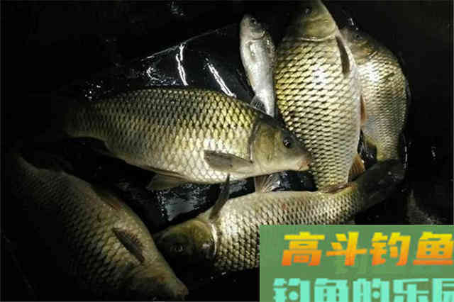 这两种夜光漂的调漂方法，能让钓组更清晰