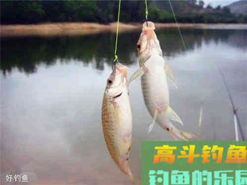 黑坑调漂：高手的见解，钓鲫鱼鲤鱼
