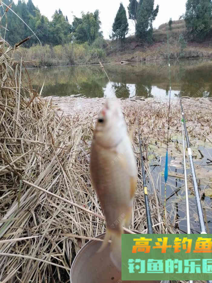 虫饵垂钓，钓灵还是钓顿？看看怎么调