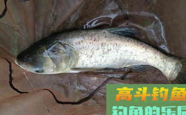 从鱼的吃饵动作，说说浮漂的漂相，注意这些漂相