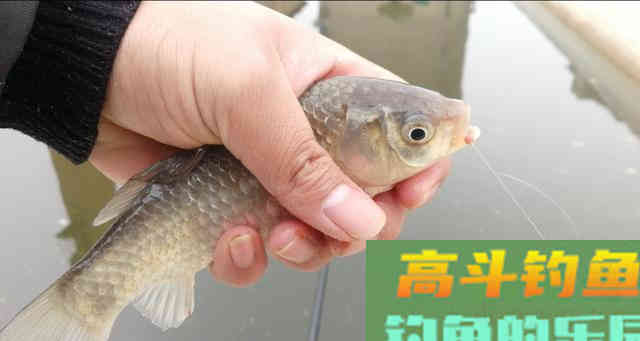 浮漂的调钓，到底何为灵？何为钝？