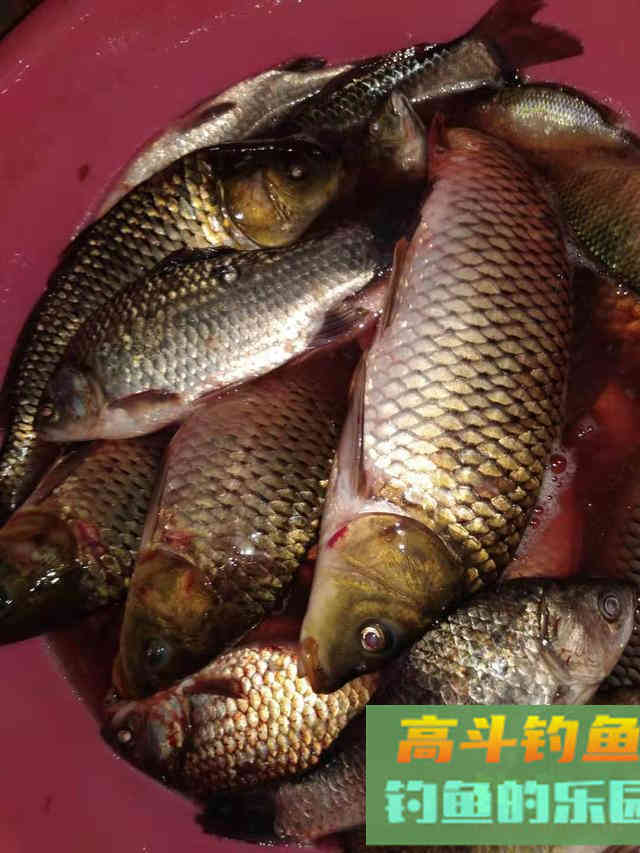 冬天钓鱼调漂，这个选择出乎意料