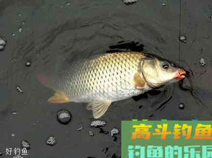 鱼口轻浮标动作小钓鱼六招必胜秘籍