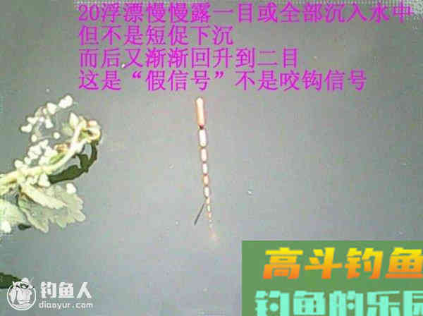 图解鲫鱼的常见咬钩信号漂像