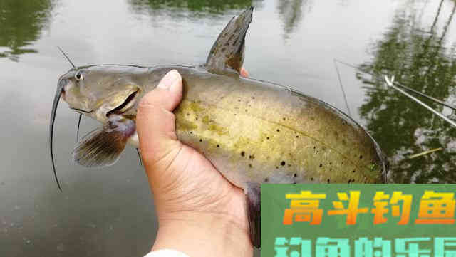 水库作钓双钩带饵调漂的优势，钓底、打浮一招搞定