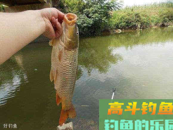 野钓调漂技巧：钩重饵重和调漂的关系