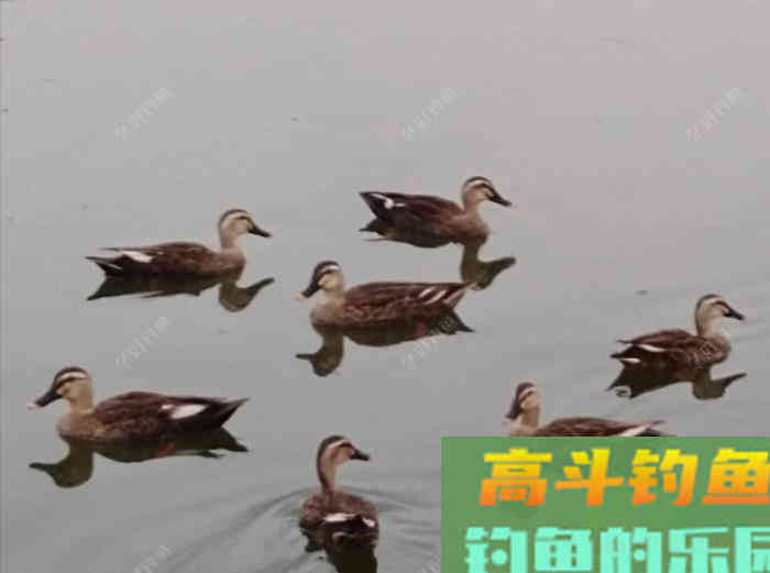 调钓灵与钝反映在子线上的表现，调漂概念由浅入深解析