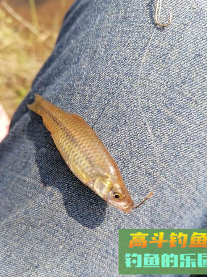野钓，调平水，还是调几钓几好？待家研究钓