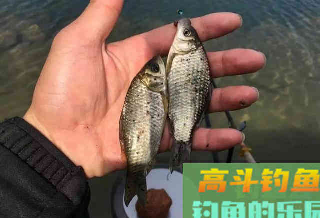 ​换个角度看待灵顿问题，观察鱼的吃钩位置，做调整