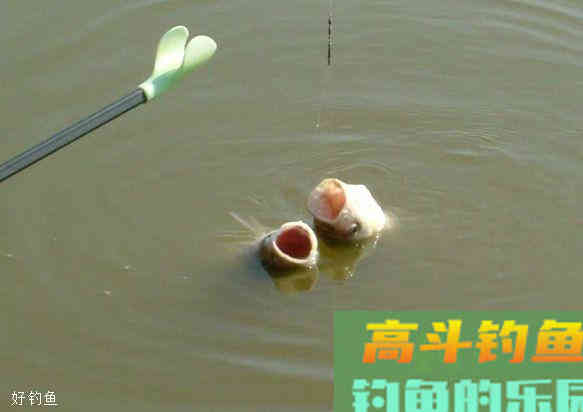 常见的10种虚假浮漂信号