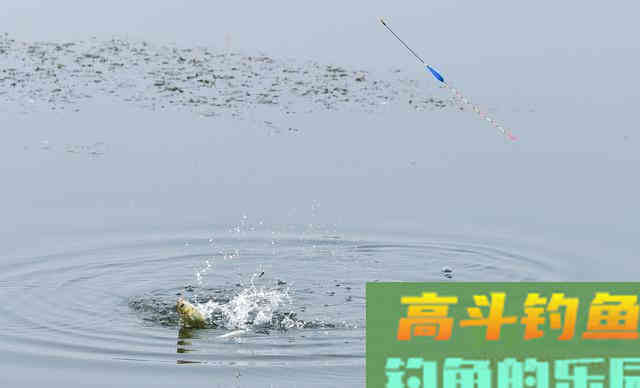 新手调整浮标时常忽视浮力的问题