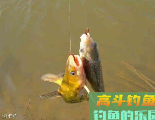 调灵还是调顿？看老钓鱼人分享台钓调漂原则