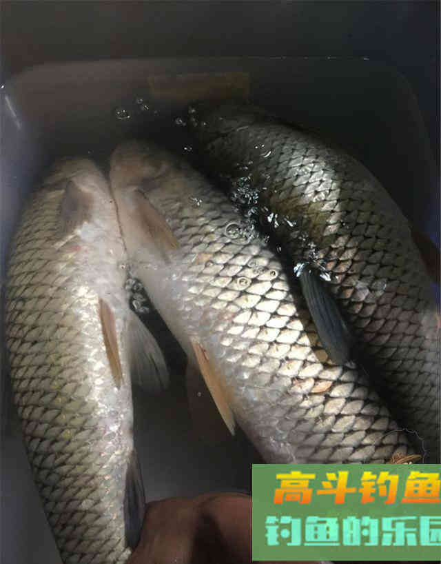 调灵和调钝到底有什么区别？大部分钓友意想不到