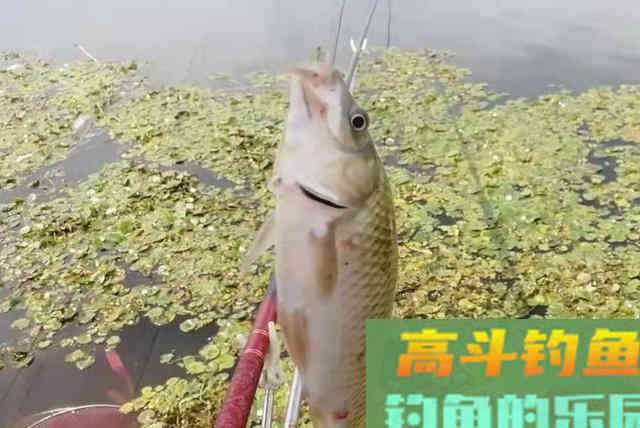 浮漂调钓时，掌握这几个小技巧，中鱼率高不空竿