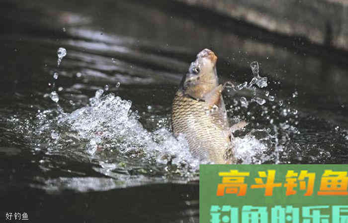 准确判断浮漂信号与十一种漂相解析