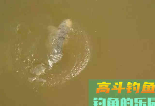 钓目必须露出水面？不，负目钓浮还真不需要钓目露出水面