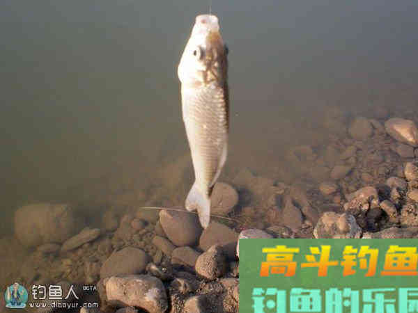 应对野钓冬鲫的两种调漂技巧