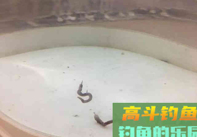 一钩触底一钩悬怎么调？灵敏未必多鱼，野钓建议偏钝