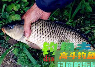 春天钓鲫鱼要怎么调漂？技巧分享
