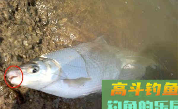 黄尾鲴的几种调漂方法，助你狂拉黄尾鲴