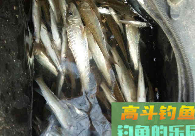 冬季钓小鱼，细钩细线细漂浮底钓法