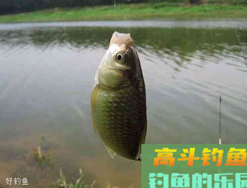 常见的4种漂相及扬竿技巧