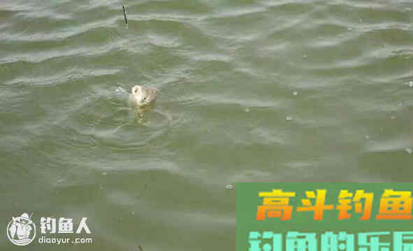 钓技小妙招之浮漂漂相的辨别技巧