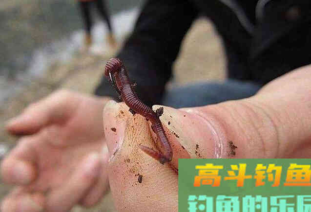 蚯蚓作钓如何正确调漂？我来教你