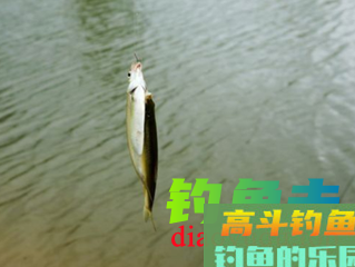 单钩带饵如何半水调漂