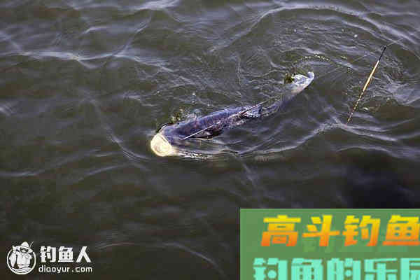 底钓大鱼的调钓技巧详解