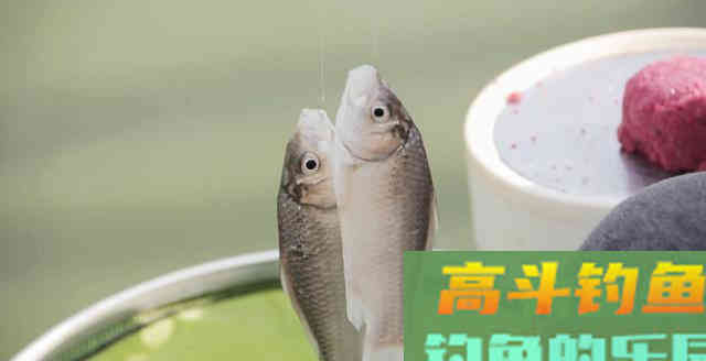 钓鱼时是上钩中鱼好，还是下钩中鱼好？你可能想错了