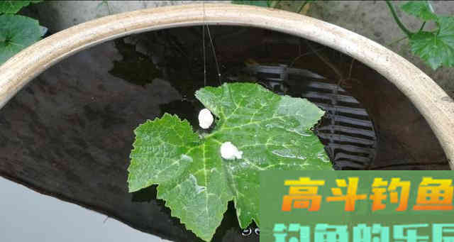 双钩带饵调漂，有两点要注意