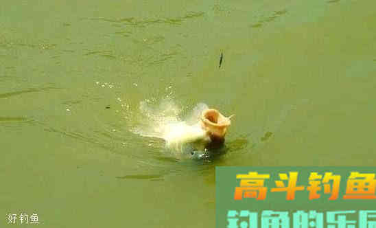 两种野钓鲤鱼调漂法，效果立竿见影