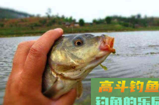 台钓遇到特殊鱼情时,需要记住的一些浮漂调整方案 台钓遇到特殊鱼情时,需要记住的一些浮漂调整方案