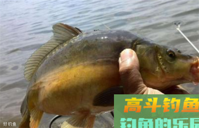 野钓中如何发挥传统钓的优势