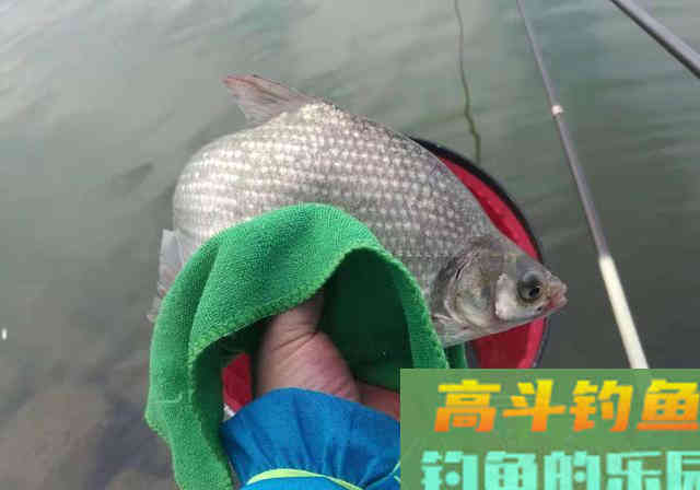 离底钓浮漂调钓之精髓，鱼情变化之反向验证手段