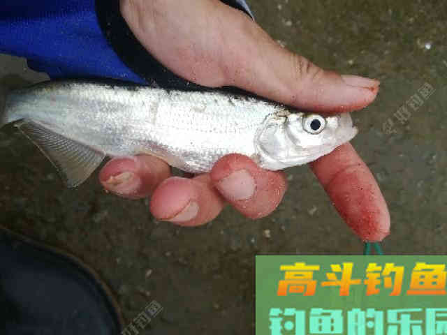 吃铅大的浮漂如何调，在钓顿情况下又如何调漂