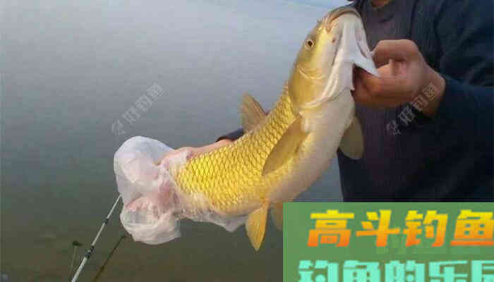 懂得调目与钓目，你就是调漂高手
