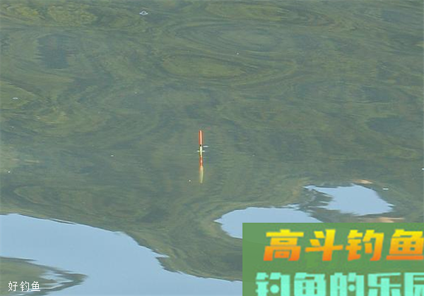 黑坑钓鱼如何调漂？看看这4种方法