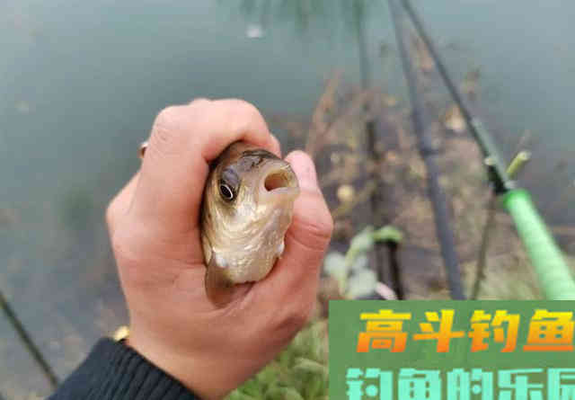 ​换个角度看待灵顿问题，观察鱼的吃钩位置，做调整