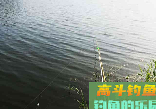 浮漂有力下沉，提竿却无鱼！钓友别发愁，来看看