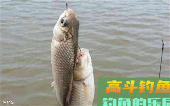 秋季钓鱼怎么调漂？三大技法都在这了