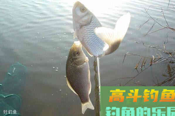 高手解答春季钓鲫鱼的调漂打窝技巧