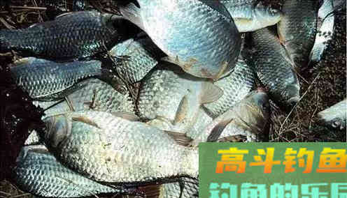 浮漂调灵调钝，影响上鱼率
