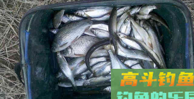 怎么调漂更能抓实口？为什么很多钓友说是调平水