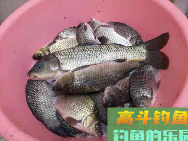 自从学会调漂渔获就差了？只是进入误区